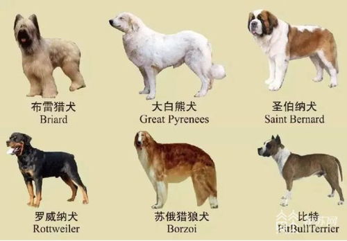 代表建议统一公布全国禁养犬名录