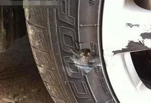 汽车补轮胎多少钱
