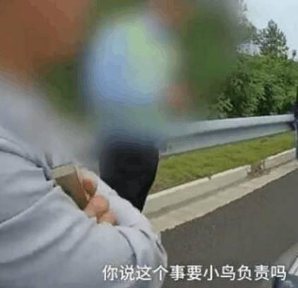 汽车撞多少鸟