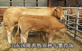 汽车包围黄牛多少钱 汽车包围黄牛多少钱