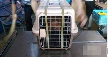 汽车托运猫多少钱