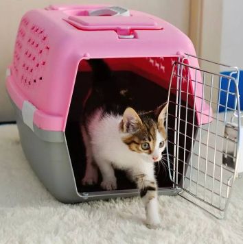 汽车托运猫多少钱