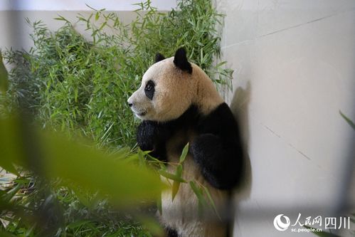 大熊猫福宝恢复展出