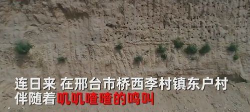 福建一半山腰现数百个违规墓穴