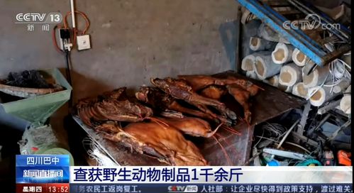 成都一猪肉加工点查获上百只流浪猫