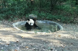 成都一猪肉加工点查获上百只流浪猫