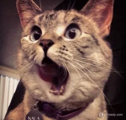 成都一猪肉加工点查获上百只流浪猫