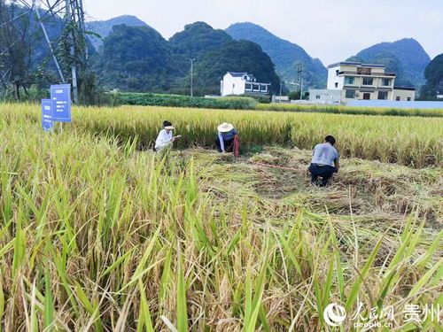 研究员私自向外方提供61份水稻种子