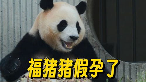 福宝再次进入假孕状态