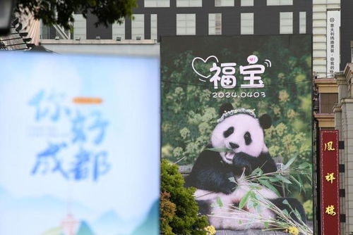 福宝再次进入假孕状态