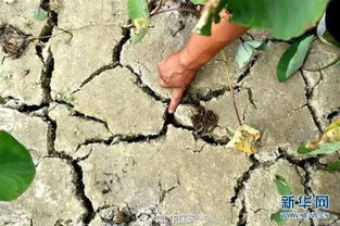 广西干旱严重到什么程度?目前情况如何