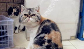 母猫生下双头猫3眼2嘴2鼻