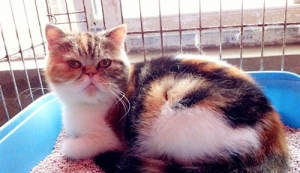 母猫生下双头猫3眼2嘴2鼻