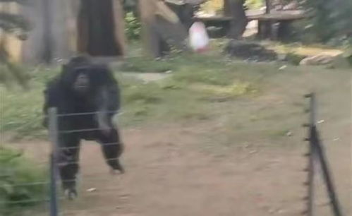 网红猩猩扔石块砸伤游客 动物园回应