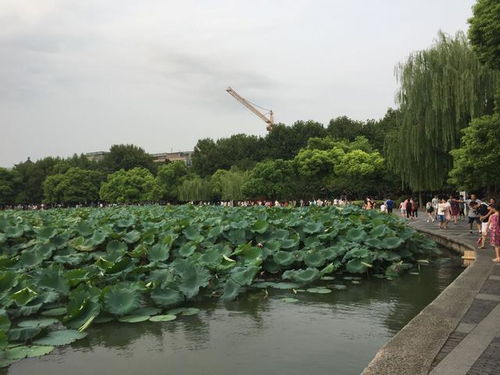 西湖风景区回应农药喷进游客嘴里 西湖风景区回应农药喷进游客嘴里