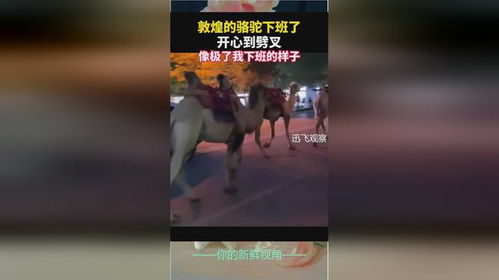 敦煌下班的骆驼也太快乐了