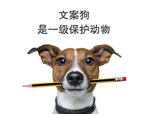 狗子渡海而来只为和另一只狗打架