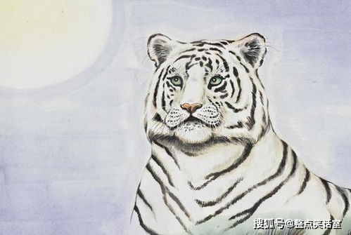 属虎的房间风水姻缘如何(属虎人家居风水)
