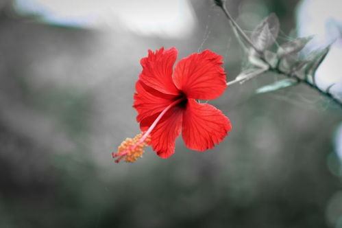 桃花五朵姻缘星0颗(桃花四朵姻缘星一颗)