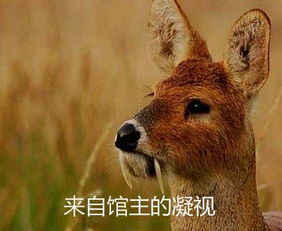 中国代表姻缘的动物是(讲姻缘的动物)