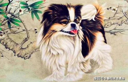 生肖狗前世姻缘今世情感(属狗前半生多灾多难)