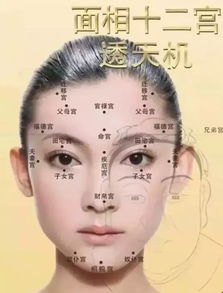 面相十二宫如何看姻缘(面相12宫是哪12宫)
