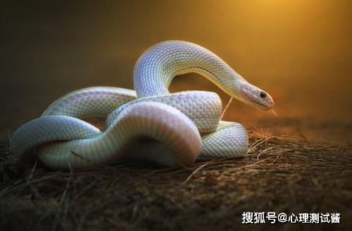 属蛇男22年姻缘好吗(2021年属蛇男人的婚姻)