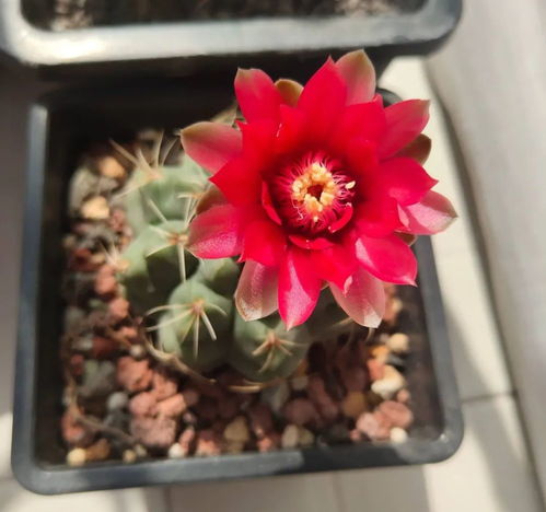 室内养什么花旺姻缘好(家里养什么花带来姻缘)