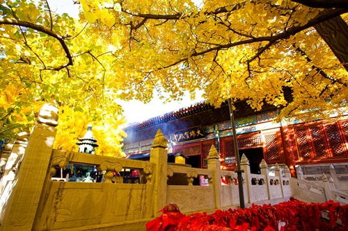 北京求姻缘注意事项最新(北京市求姻缘哪里好)