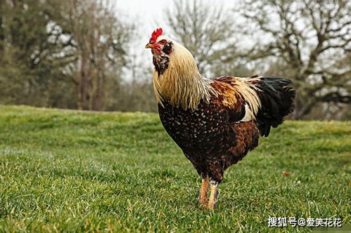 93年男鸡的姻缘配合(93年鸡男配属什么合适)