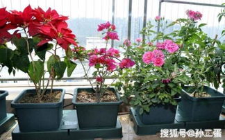 对姻缘有利的盆栽花(招姻缘的绿植)