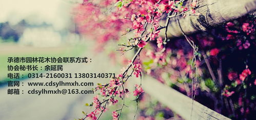 最珍贵的姻缘图片高清(最珍贵的姻缘图片高清壁纸)