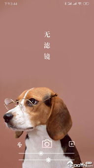 属相男狗2022年姻缘(属相男狗2022年姻缘如何)