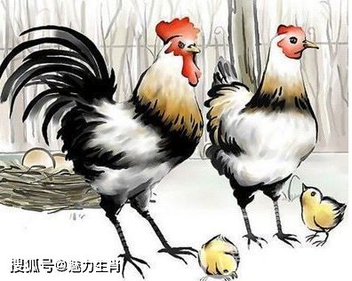 属鸡姻缘锦囊多少钱(2022年属鸡姻缘)