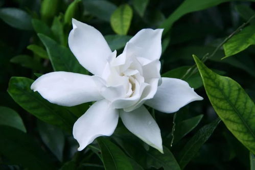 观音签姻缘签花开正时(开花结果解签)