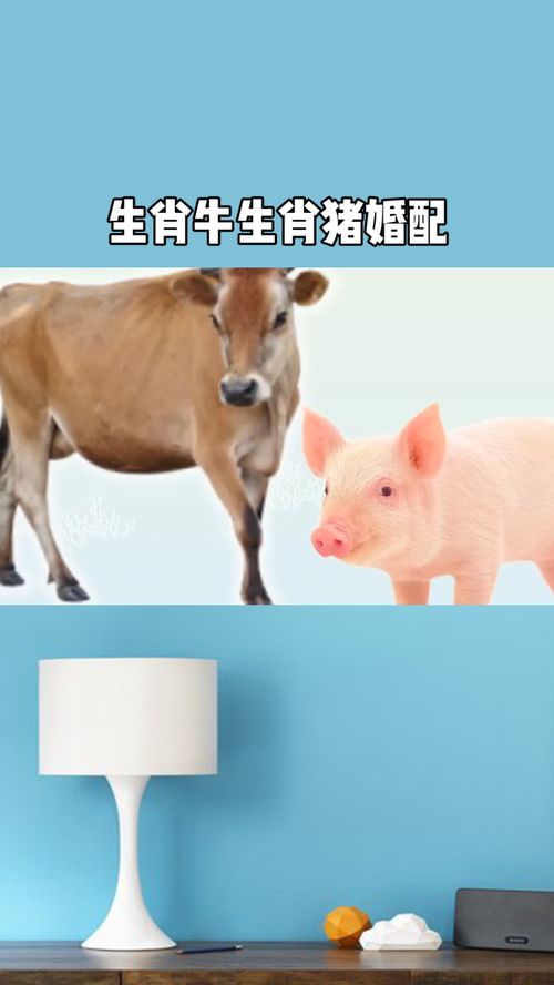 牛和猪姻缘如何破解(牛和猪姻缘如何破解呢)