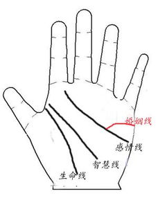 女人左手姻缘线分析图片(女人左手婚姻线图解)