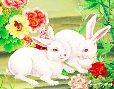虎年兔子姻缘怎么样(虎年兔子姻缘怎么样啊)