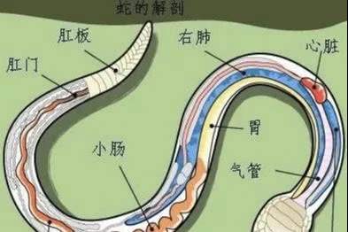 算命的说没有姻缘线(算命说没有姻缘怎么办)