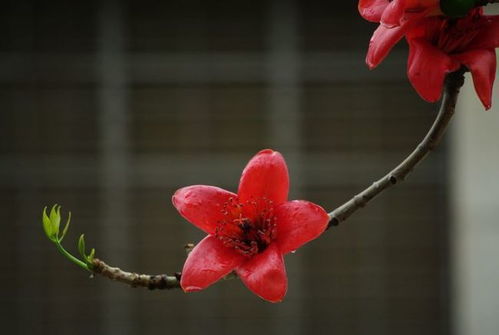 下周感情姻缘运势准吗(下周爱情运势)