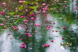 姻缘签落花有情流水无意(落花有意流水太无情有缘相遇擦身又分离)