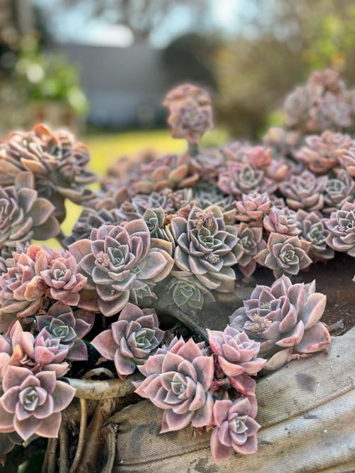 多肉种植姻缘树图片(多肉种植姻缘树图片高清)