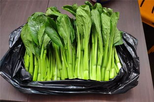八棵菜心求姻缘