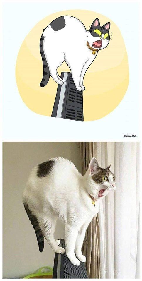 主人与猫的姻缘漫画(主人和猫的缘分)