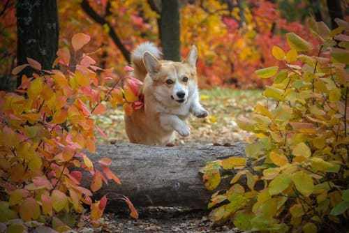 魔王的姻缘神 柴犬(魔王的姻缘神 柴犬是谁)
