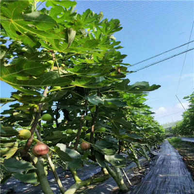 泉州姻缘树在哪里卖(豆角是大豆制品吗)