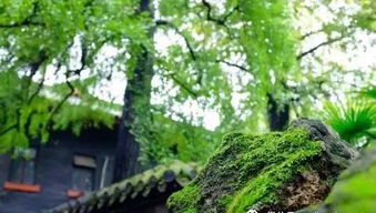 菩提树下采鲜花姻缘(菩提树下结姻缘是什么动物)