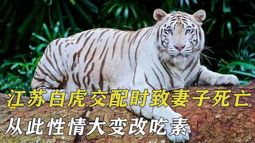 虎蛇未有姻缘乱搭(蛇虎结合姻缘好吗)