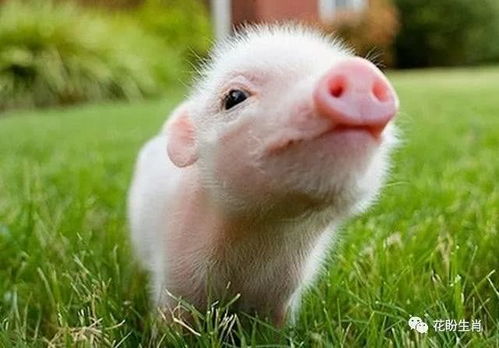 95年属猪姻缘配吗(95年属猪的婚姻状况)
