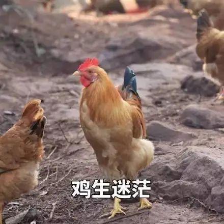 生肖配对姻缘查询狗鸡(狗 鸡 生肖)